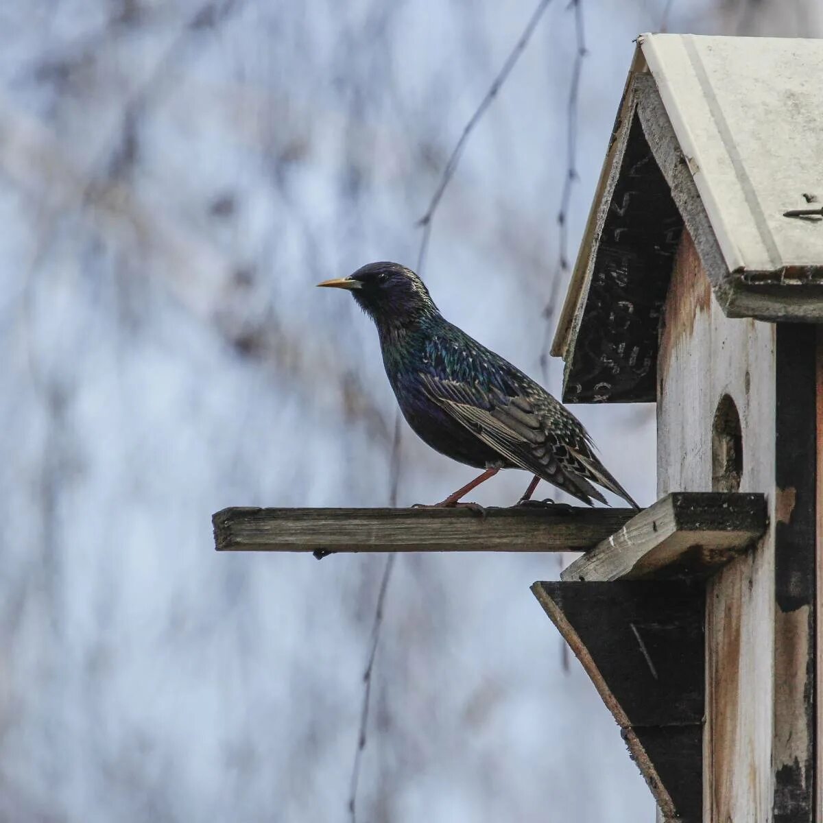 Скворец дальневосточный. Шпак скворец. Скворец. Скворец зимой. Скворец сибирский.