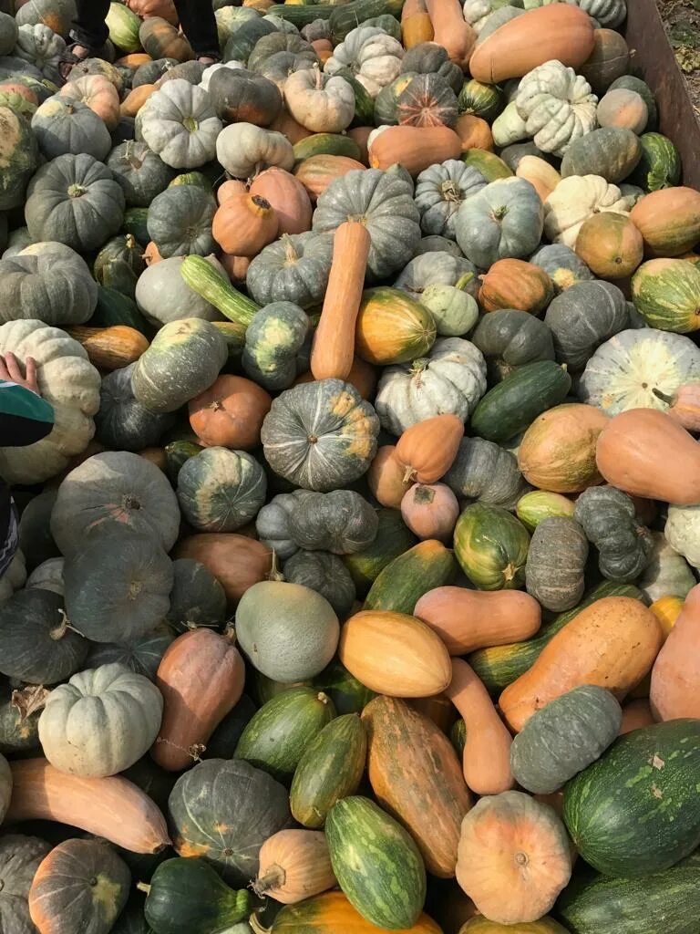 Тыква северное чудо. Тыква арабатская. Тыква сахарная голова седек. Тыква корм. Кормовые тыквы сорта крупные.