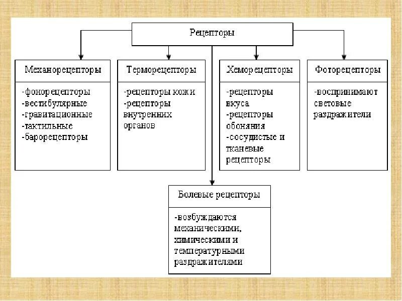 Рецепторы структура и функции