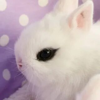 Картинки няшных животных