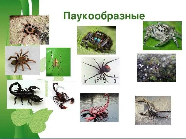 Виды паукообразных. Многообразие паукообразных. паукообразные представители. паукообразные представители 3 класс. название паукообразных животных.