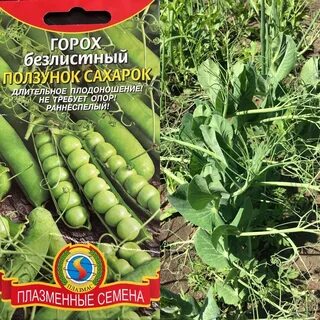 Сорт гороха отзывы