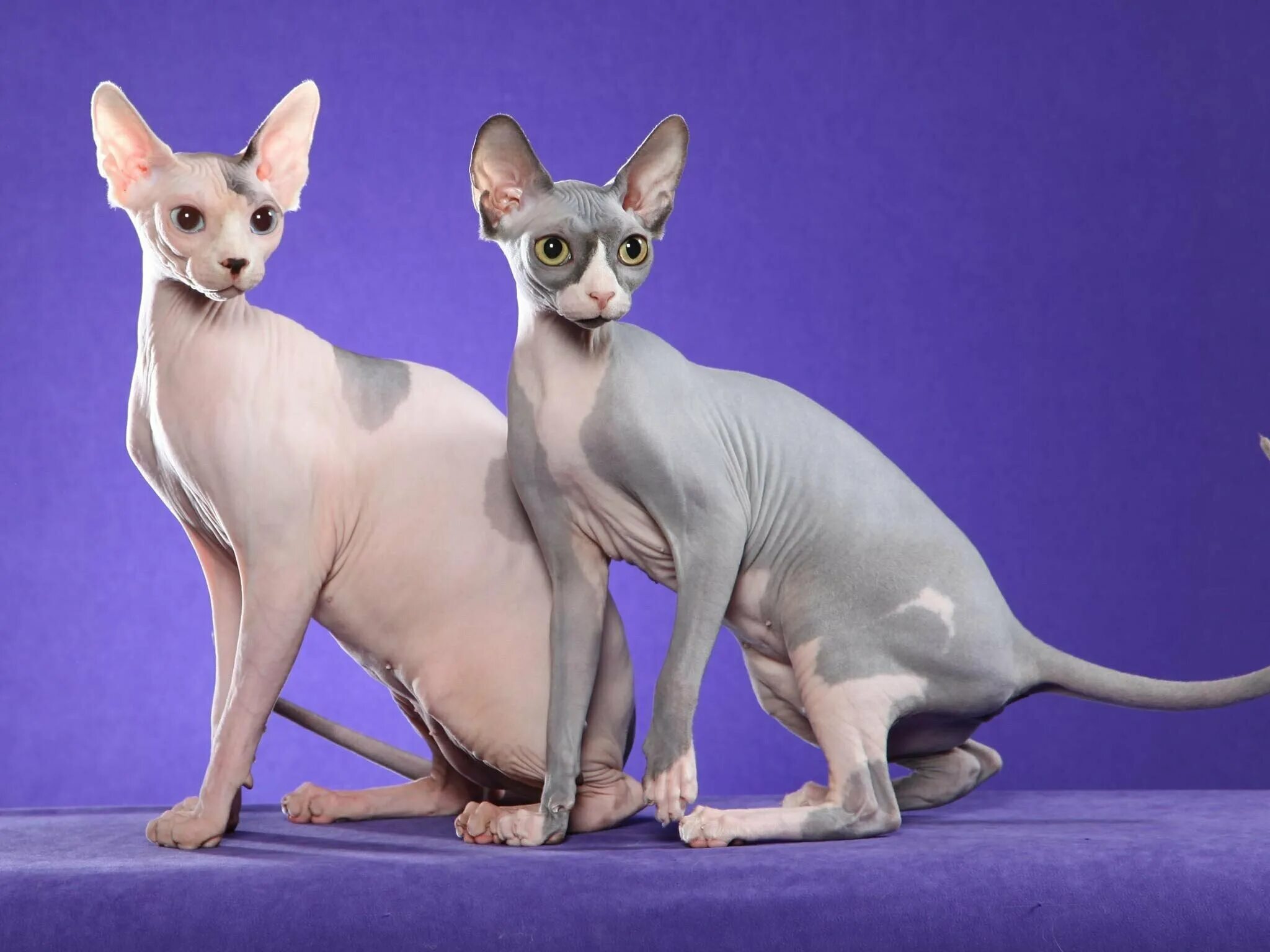 20 Fun Facts You Didn't Know About Sphynx Cats Cat breeds, Hairless cat, Cute ki