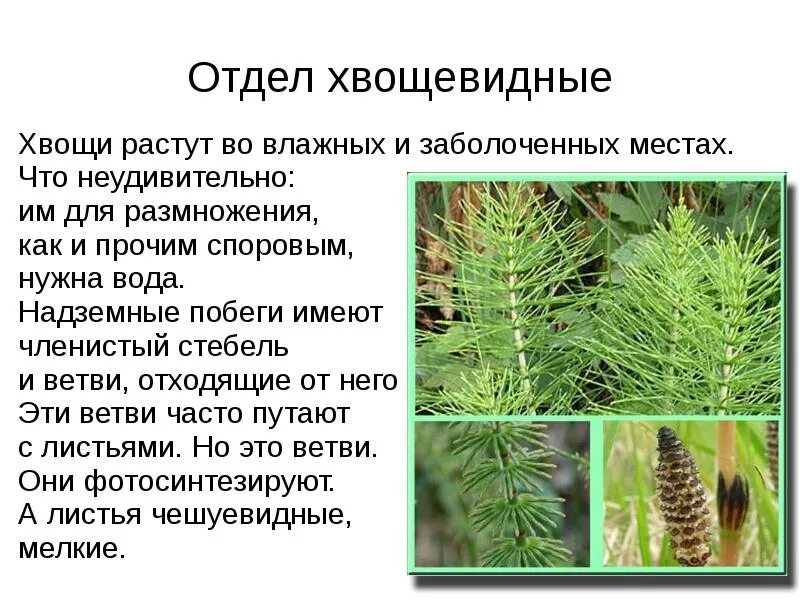 Хвощи отдел Хвощевидные. Высшие споровые растения Хвощевидные. Характеристика хвоща высшие споровые. Высшие споровые растения сосна обыкновенная