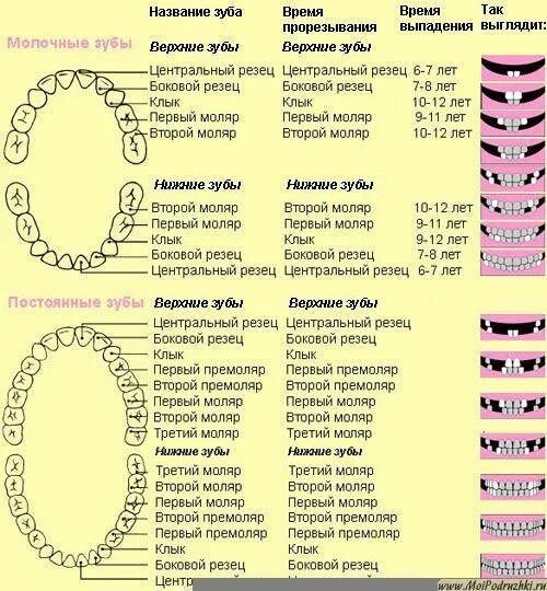 Через сколько времени вырастет. Как растут коренные зубы у детей схема. Схема прорезывания зубов у детей по возрасту. Схема смены молочных зубов у детей. Схема выпадения молочных зубов у детей.