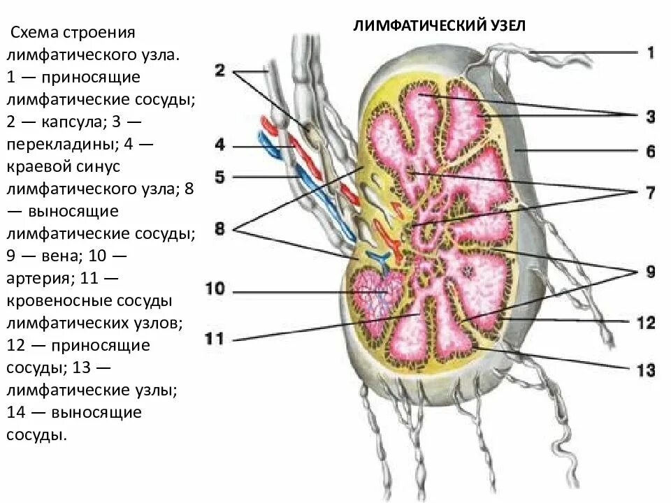 Какие функции лимфатических узлов. Лимфатические узлы. Строение лимфатического узла. Схема лимфатического узла. Строение лимфатических сосудов.