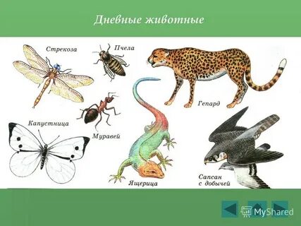 Дневной образ жизни
