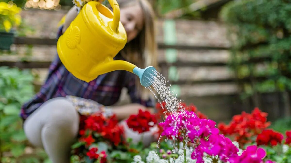 The flowers to water every day. Полив цветов на клумбе. Поливать цветы. Цветы в лейке. Поливает клумбу.