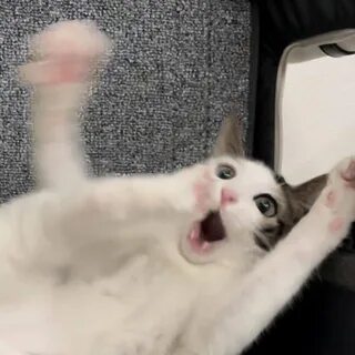 Коту снятся кошмары