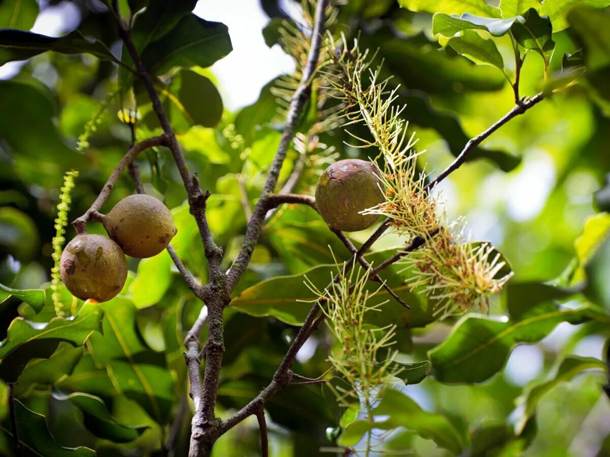 В каких странах растет макадамия. Макадамия дерево. Орехи макадамия растения Австралии. Макадамия Австралия дерево. Макадамский орех дерево.
