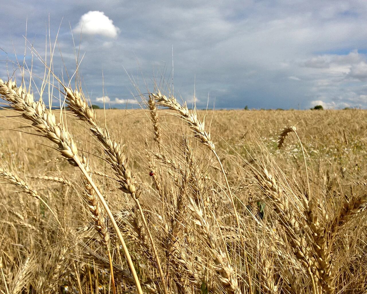 Колос ржи и колос пшеницы. Ржаной рожь. Рожь колосится. Рожь с двумя нн. Рожь с двумя нн.