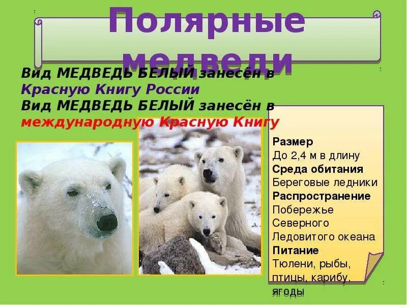 Медведь занесен в красную книгу или нет. Белый медведь занесен в красную книгу. белый медведь занесен в красную. белый медведь красная книга. животные занесенные в красную книгу белый медведь.