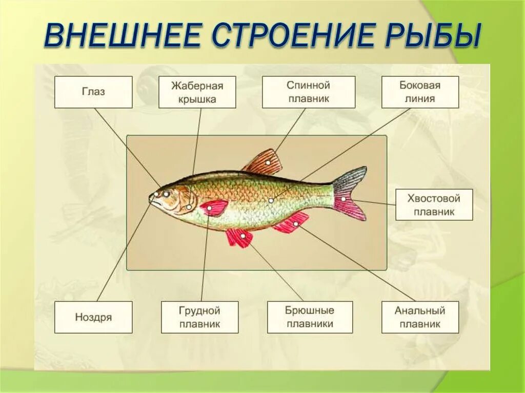 Внешнее строение рыбы. Рыбы пресных водоемов 2 класс. Строение рыбы 2 класс. Внешнее строение рыбы с обозначениями.