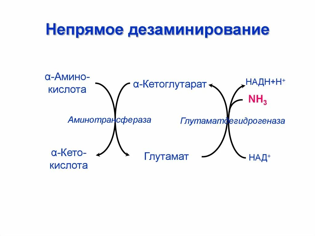 Непрямое окислительное дезаминирование. Непрямое окислительное дезаминирование аминокислот схема. Непрямое неокислительное дезаминирование. Непрямое окислительное дезаминирование схема. Непрямое дезаминирование (трансдезаминирование).