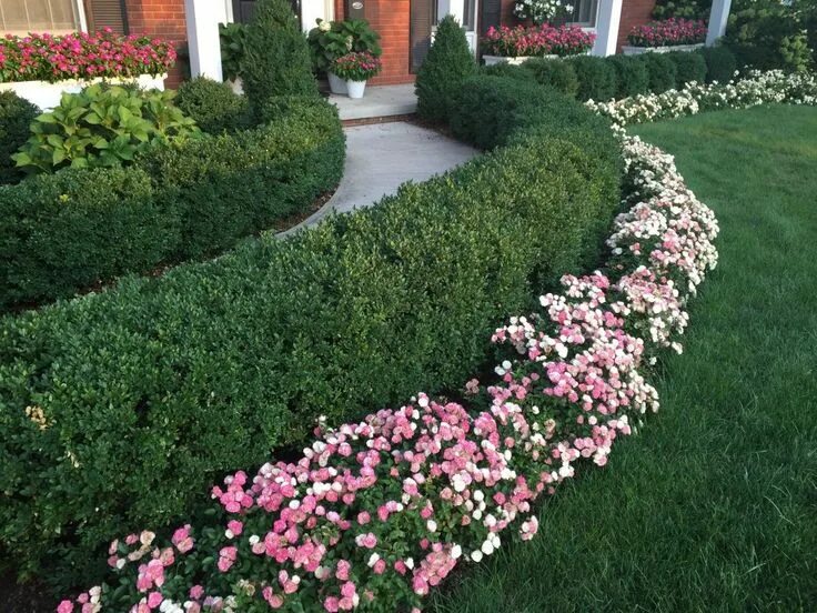 jardines-sencillos-16992.jpg (1166 × 702) Box wood shrub, Boxwood garden, Plants