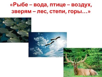 Рыбам нужно вода
