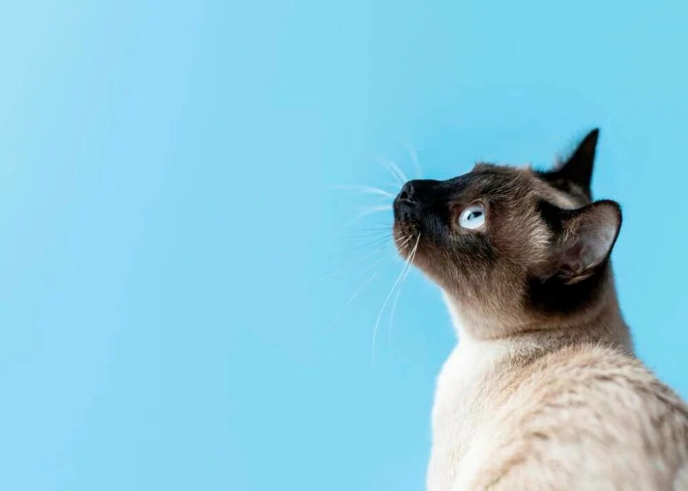 8 августа отмечается всемирный день кошек. Международный день кошек 8 августа. День кошек. Всемирный день котов. День кошек в россии 2022.