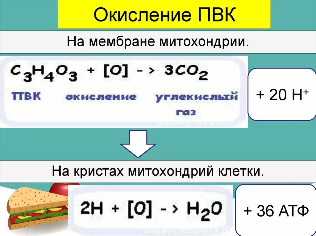 Пвк сколько атф. Окисление ПВК. Окисление АТФ. Окисление ПВК АТФ.