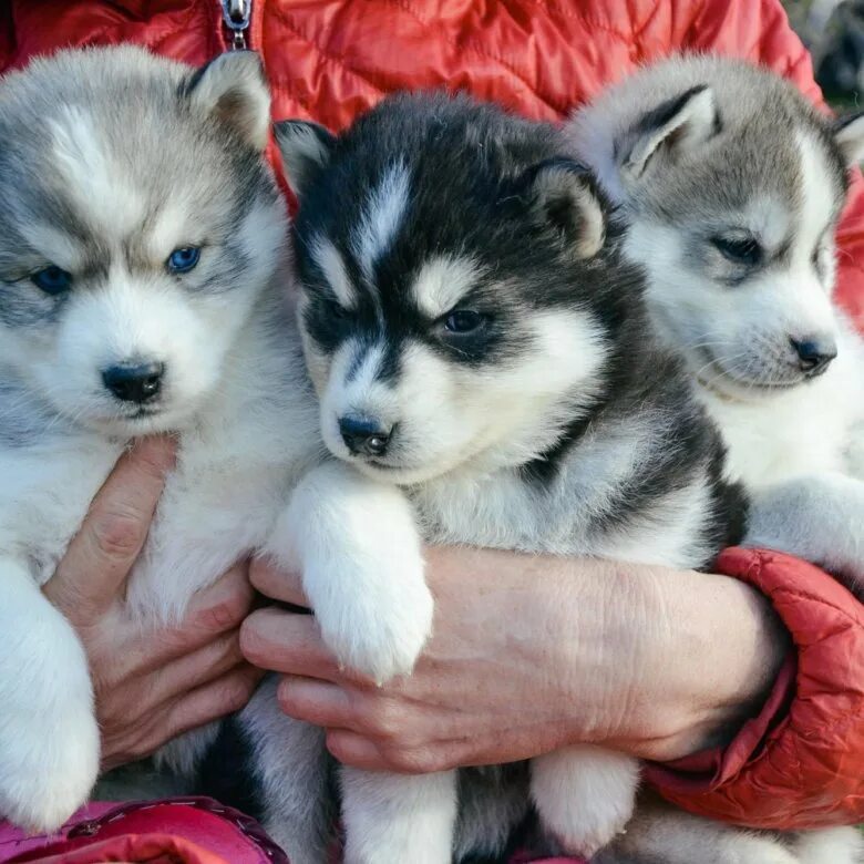 Японская порода собак шунсуке. Сколько сейчас стоит щенок. Сколько сейчас стоит щенок. Юла хаски щенки. Померанский хаски.