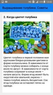 Голубике нужна пара