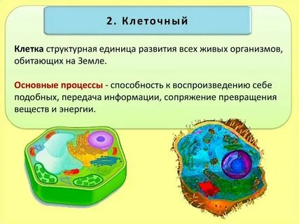 Клеточный уровень примеры клеток