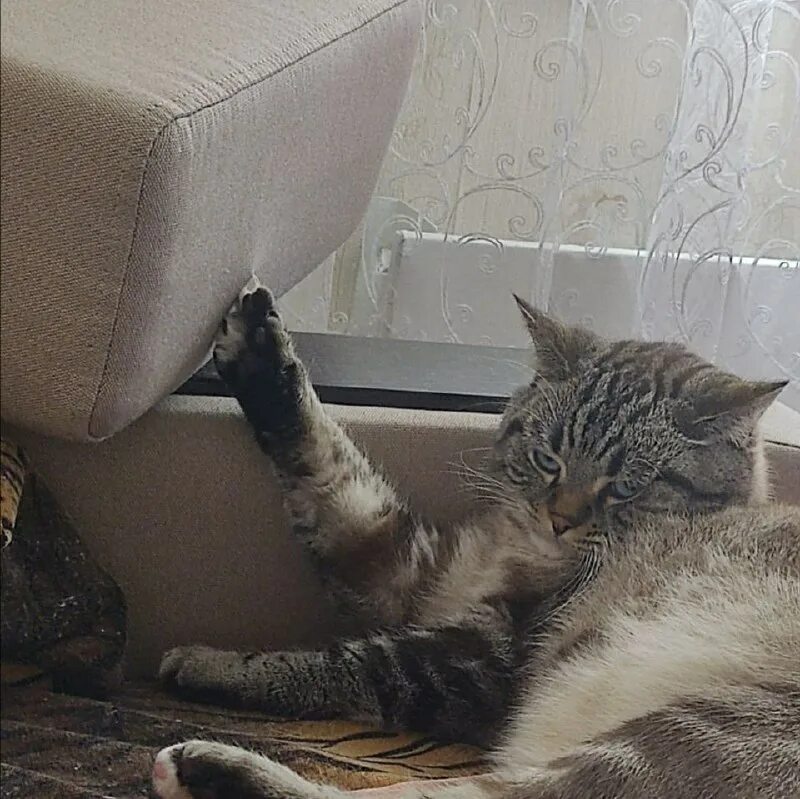 лучше кошек. кошка лучше жены. женщина любит ушами прикол фото. руководство по эксплуатации прикол. художник franco matticchio.