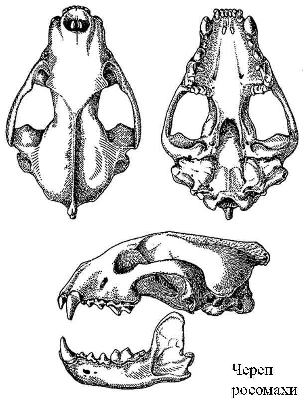 Череп куницы анатомия. Отряд зайцеобразные череп. Зайцеобразные череп зубная формула. Зайцеобразные зубная система. Зубная формула насекомоядных