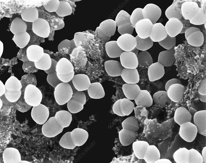 Enterococcus l3
