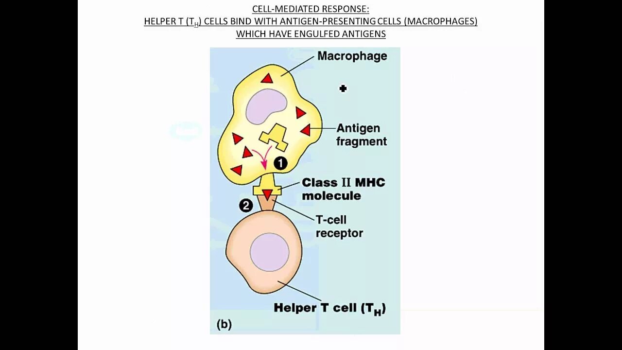 T cell receptor. Mhc рецепторы. mhc клетки. macrophage and t cell receptors. t cell receptor interaction.