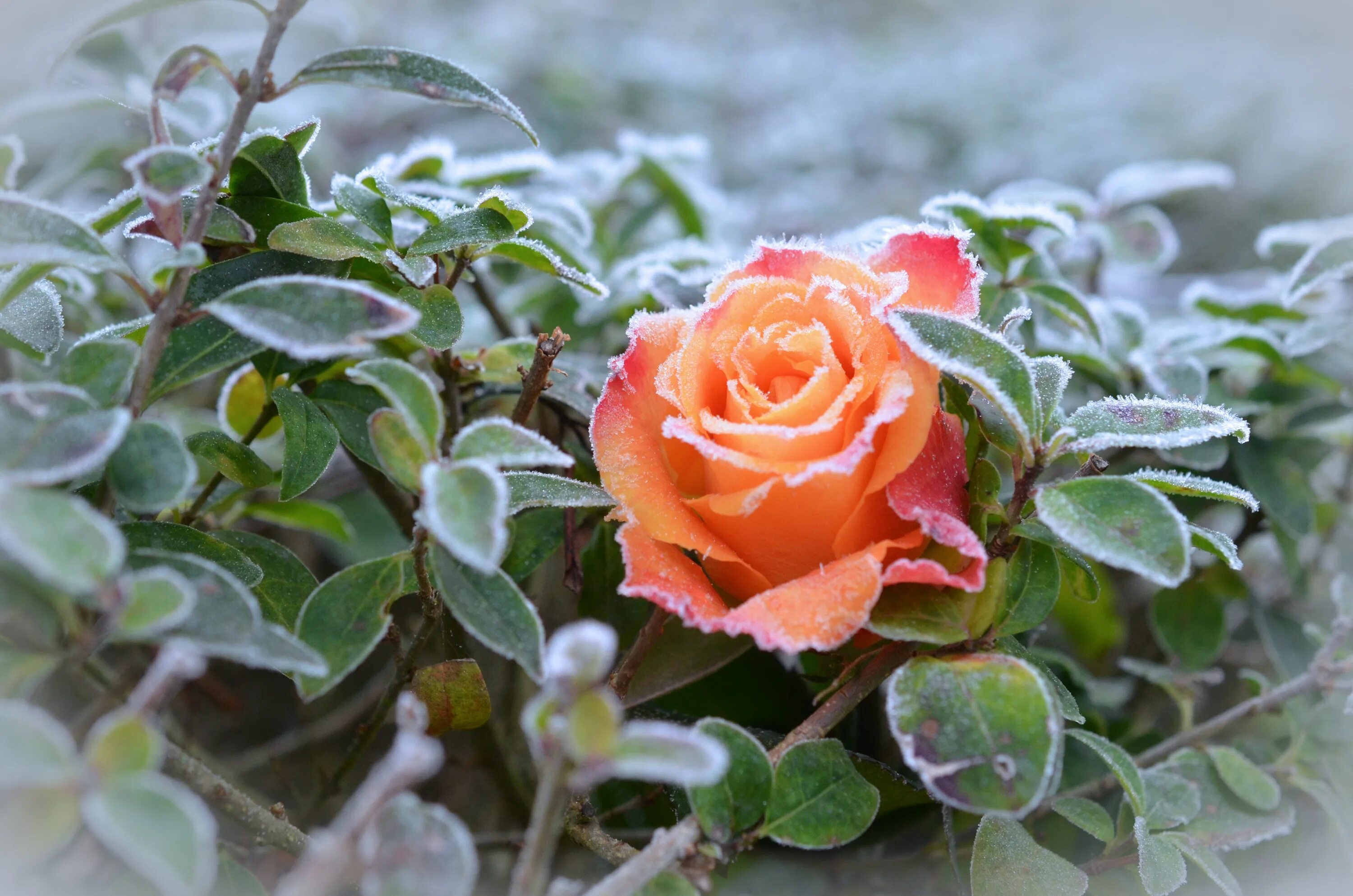 Flowers winter music