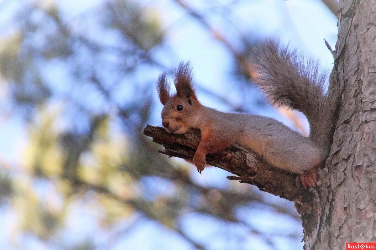 павловская белка 2022. белочка с бельчатами картинки. как помочь белкам зимой. белка 25. общество защиты белок.
