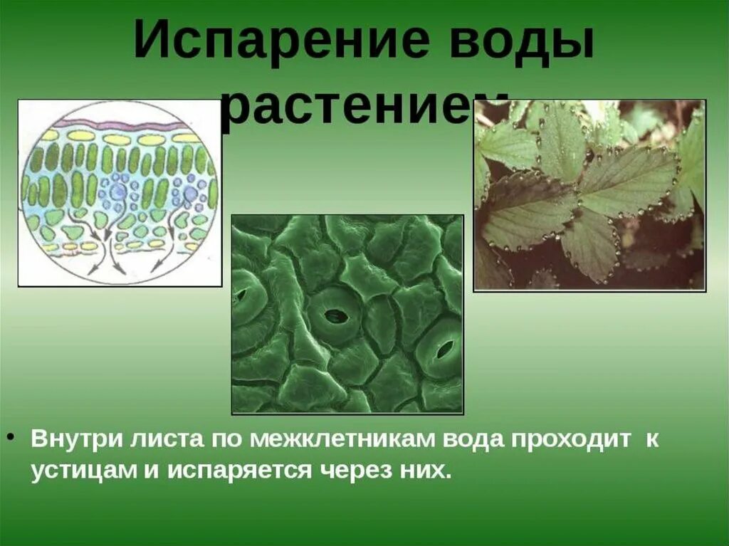 Испарение воды растениями 6 класс биология. Испарение воды листьями. Транспирация у растений. Испарение воды листьями растений. Зачем листьям вода