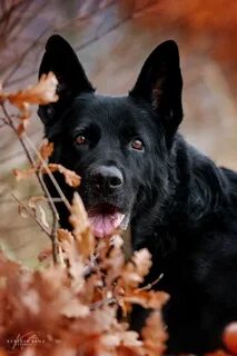 German black