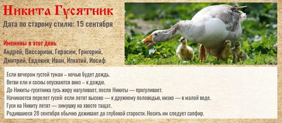 Открытки с днем никиты гусятника. Народный календарь 28 сентября картинки. 28 сентября народный календарь. Народный календарь 28 сентября картинки. Народный календарь 28 сентября картинки.