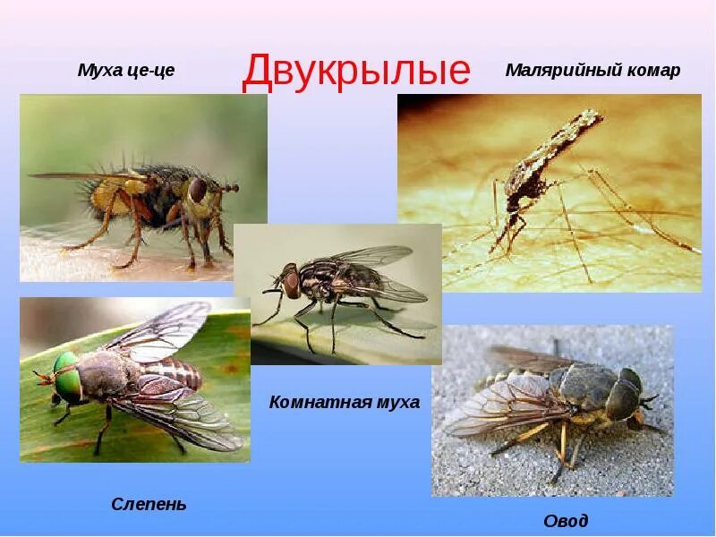 Отряд насекомых Двукрылые представители. Отряд Двукрылые комары. Муха Овод и слепень. Овод, слепень, жигалка. Комар членистоногие двукрылые