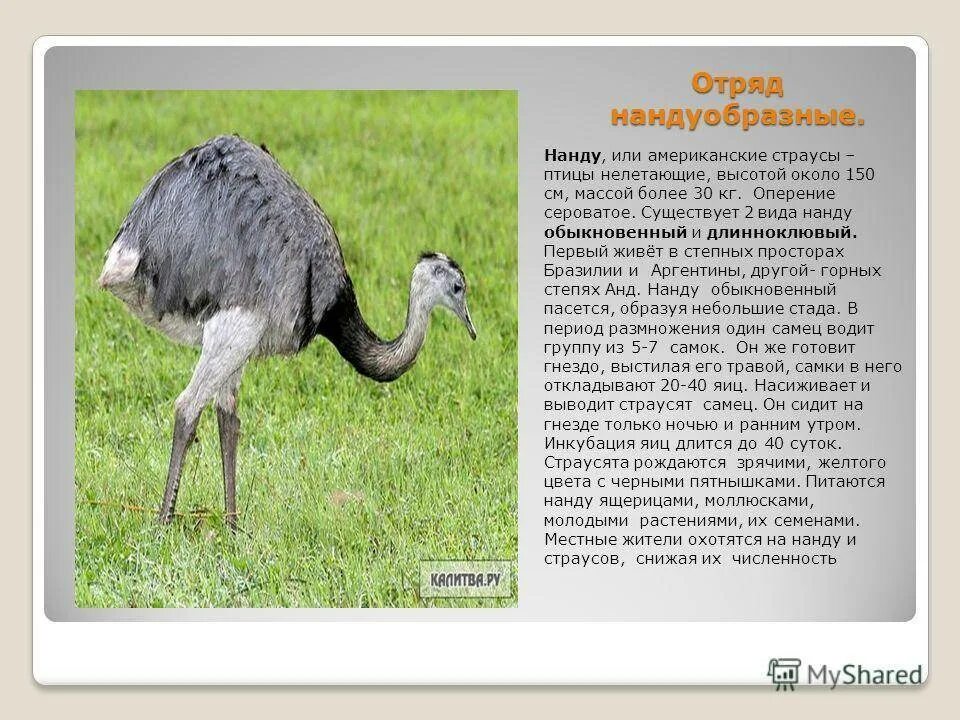 Отряд страусы