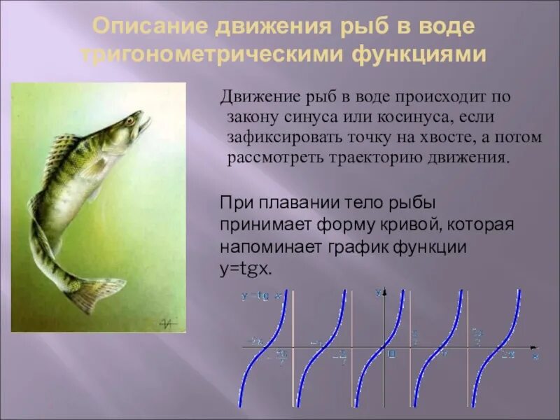 Движение рыб. Движение рыб в воде по закону синуса. Способы передвижения рыб. Движение рыб в воде происходит по закону синуса или косинуса. Передвижение рыб в воде