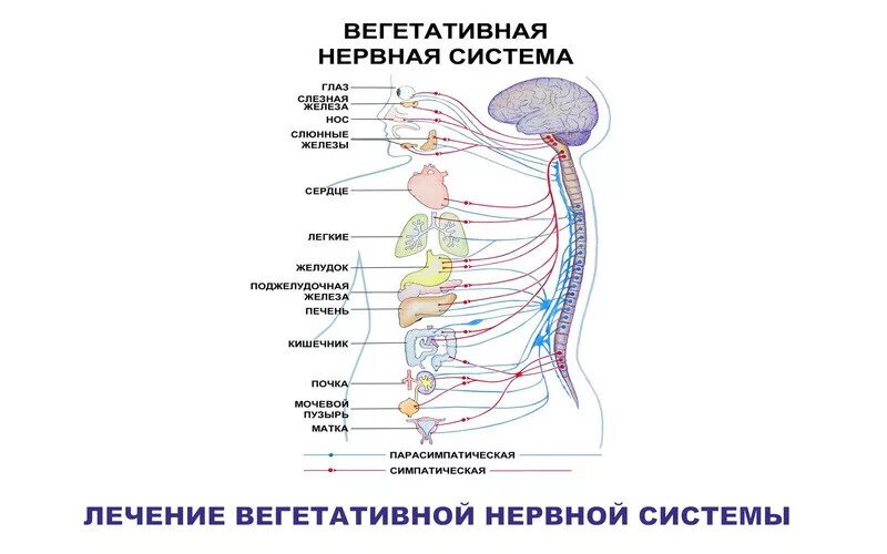 Лечить вегетативную систему. Синдром расстройства вегетативной нервной системы. Синдромы патологии вегетативной нервной системы. Синдром дисфункции вегетативной нервной системы. Симптомы поражения вегетативной нервной системы неврология.