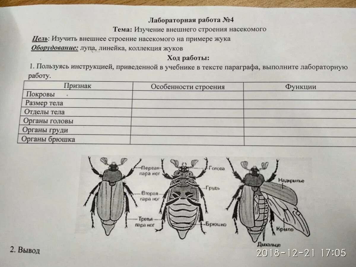 Крылья членистоногих