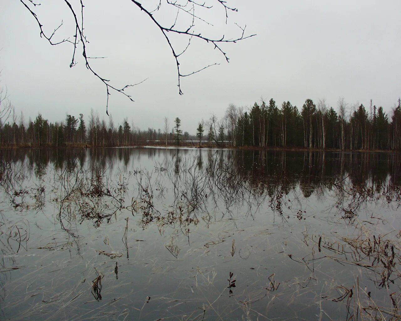 Окно болота. Болото клюквенное Кадомский район. Окна в болотах. Окно в болоте. Болота с окнами.