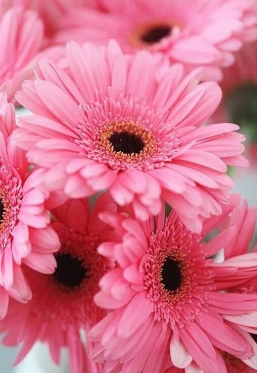 Изображение цветов на фото Bukiet, Rozowe, Roze Hd flower wallpaper, Flowers, Flower wallpaper