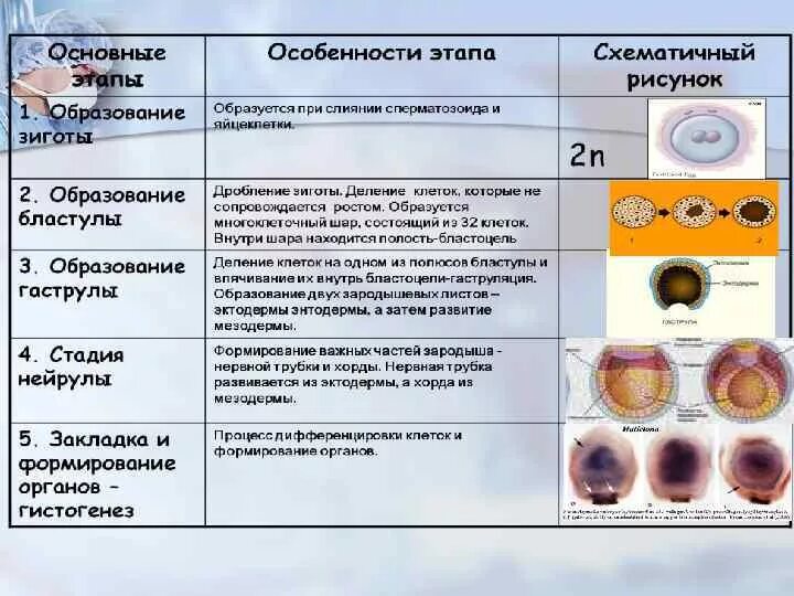 Этапы эмбрионального периода таблица. Этапы онтогенеза бластула гаструла нейрула. Эмбриональный период развития бластула. Основные этапы развития зиготы. Выберите верные утверждения характеризующие стадии органогенеза