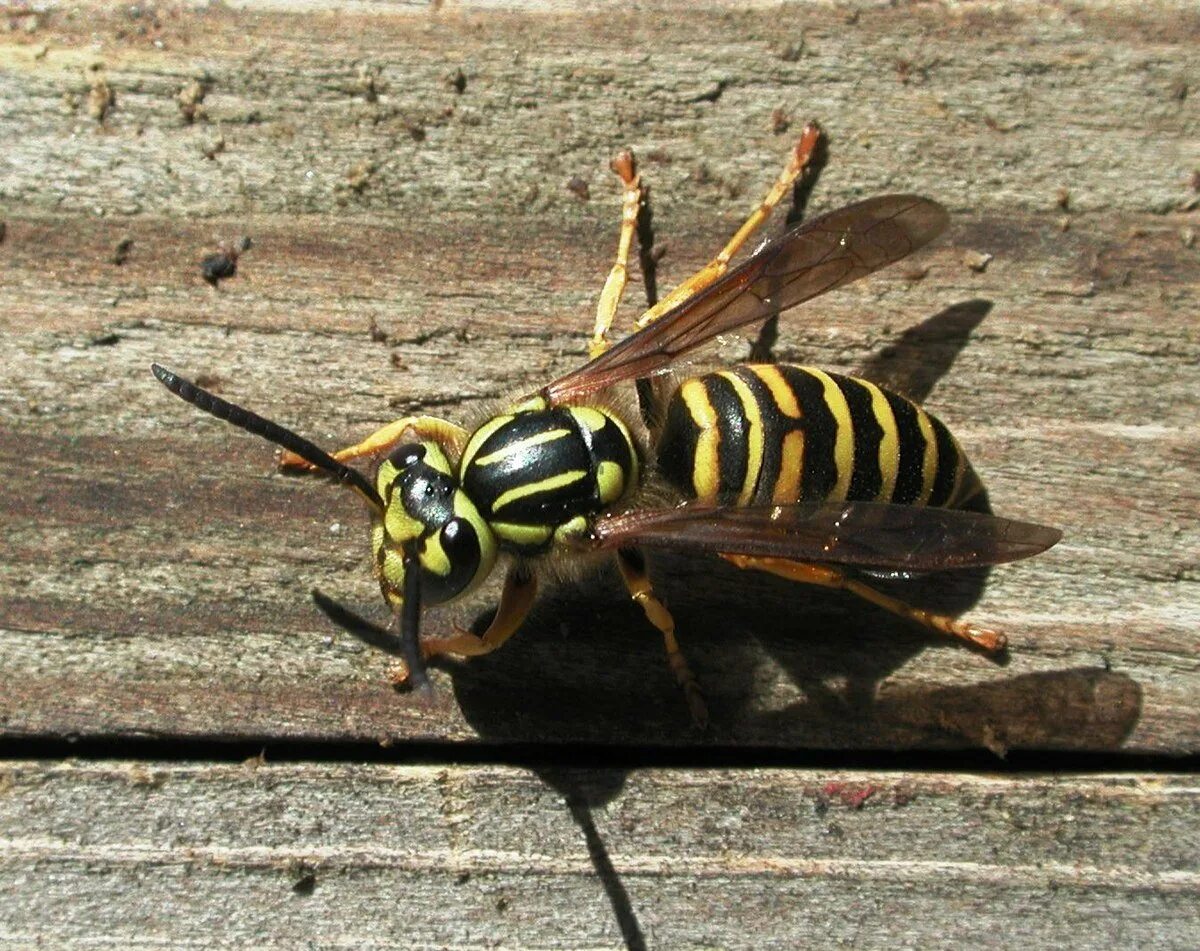 Оса начала. Оса vespidae. осы бумажные. одиночные осы. европейская бумажная оса.