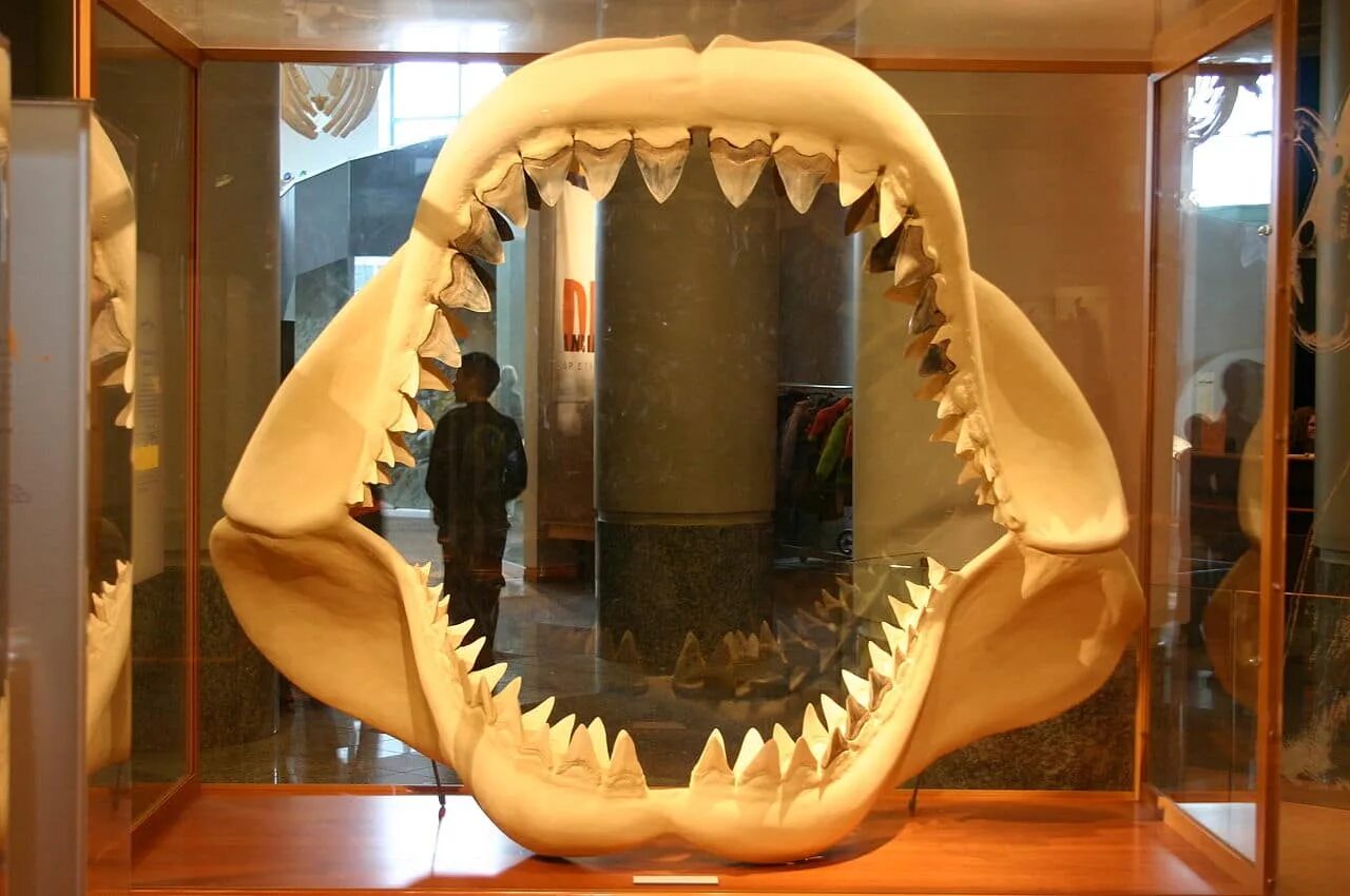 Акула МЕГАЛОДОН челюсть. Зуб акулы МЕГАЛОДОН. Скелет МЕГАЛОДОНА В музее. МЕГАЛОДОН скелет в музее. Самая большая пасть
