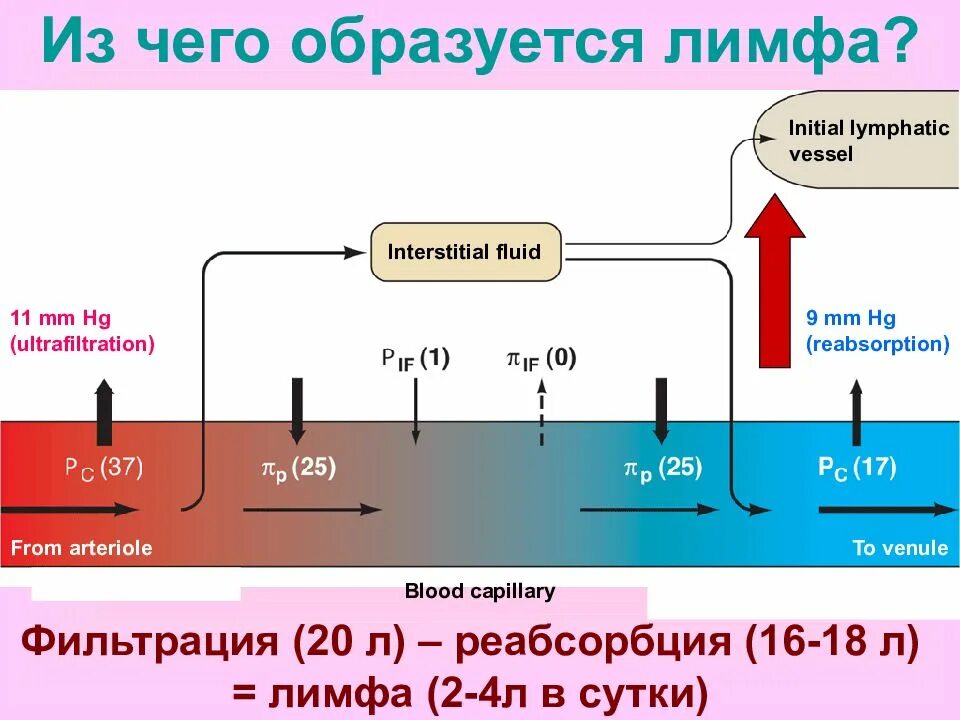 Лимфа образуется из. Из чего формируется лимфа. образование крови и лимфы. как происходит образование лимфы. как образуется лимфа.