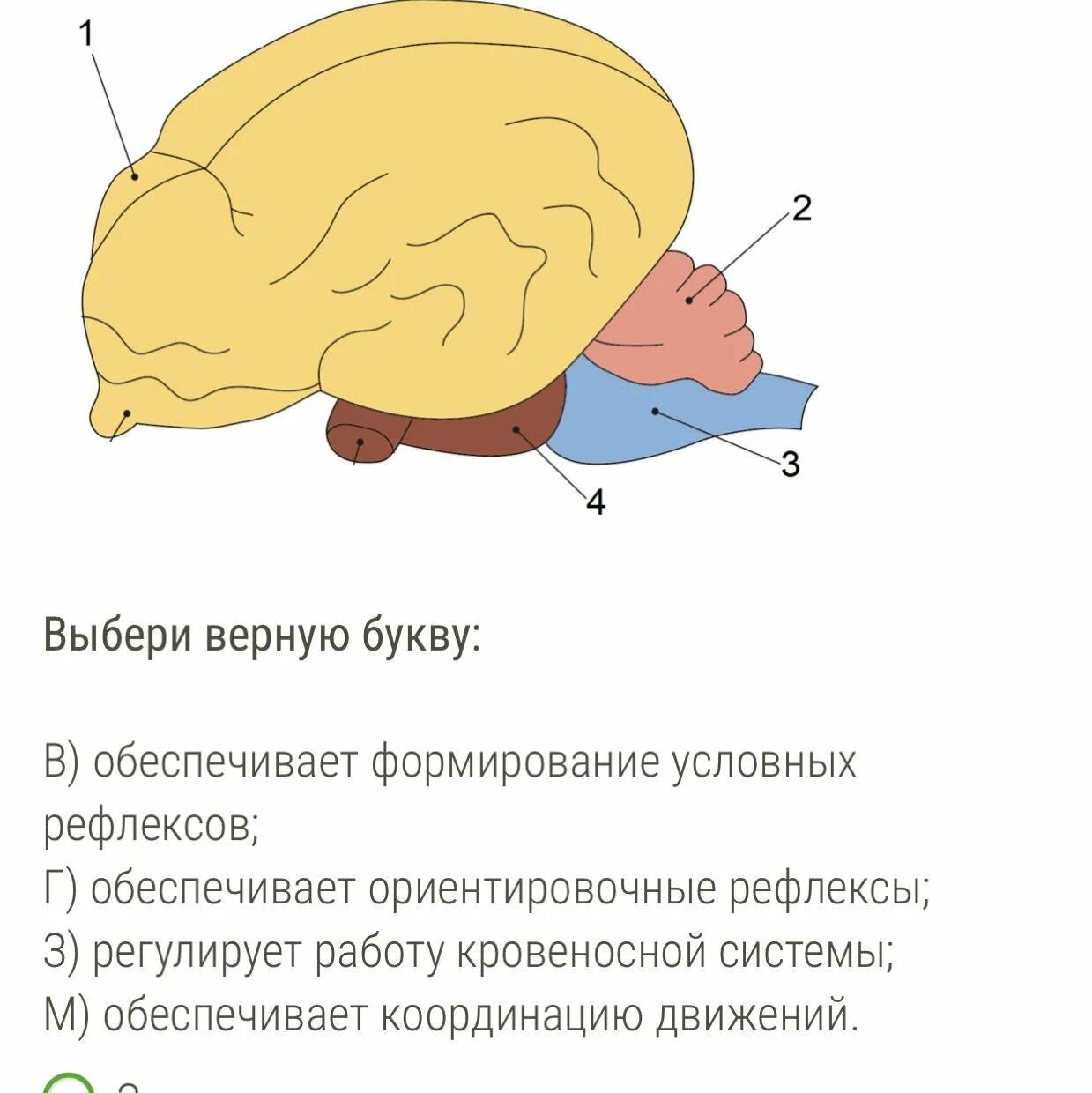 Мозг млекопитающих. Отделы головного мозга млекопитающих. Строение головного мозга млекопитающих. Функции мозга млекопитающих. Отделы входящие в состав головного мозга млекопитающих