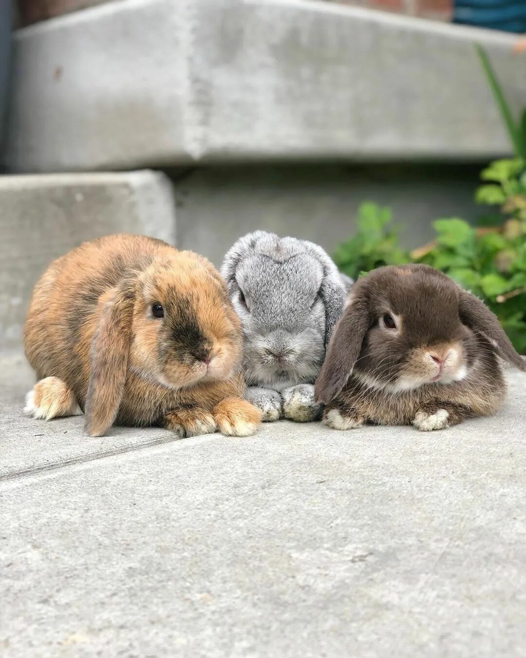 Милые крольчата. Кролики декоративные карликовые банни. Bunnies pet. Детеныш зайца. Милые кролики.