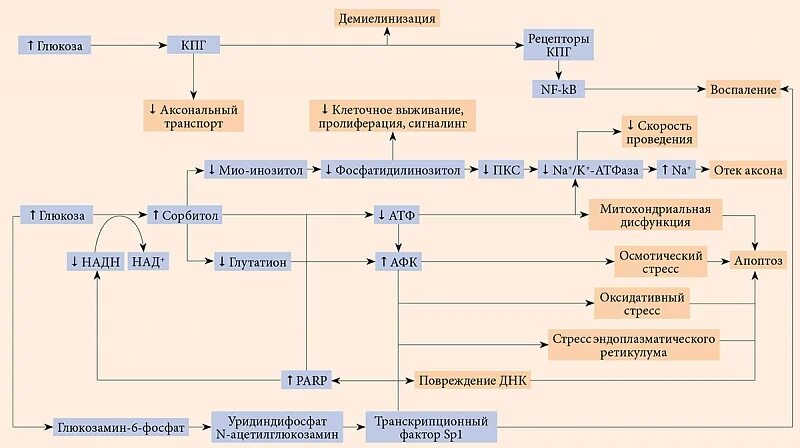 Алкогольная полинейропатия лечение препараты. Схема лечения алкогольной полинейропатии нижних конечностей. Полинейропатии верхних конечностей. Симптомы алкогольной полинейропатии. Патогенез диабетической полинейропатии.