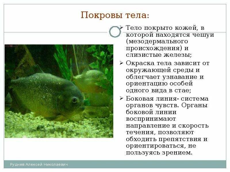 Выполняемые функции покрова рыб. Класс рыбы покровы тела. надкласс рыбы покровы тела. покров надкласс рыбы. характеристика покровов рыб.