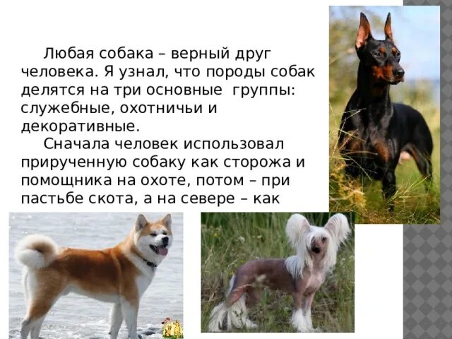 Собака верный друг человека почему ставится. Породы собак служебные охотничьи декоративные. Группы собак охотничьи служебные декоративные. Собака по латыни. Собаки делятся на 3 группы.